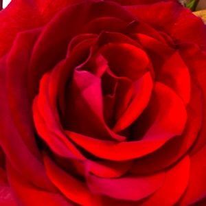 Meet your Posher, Lessly